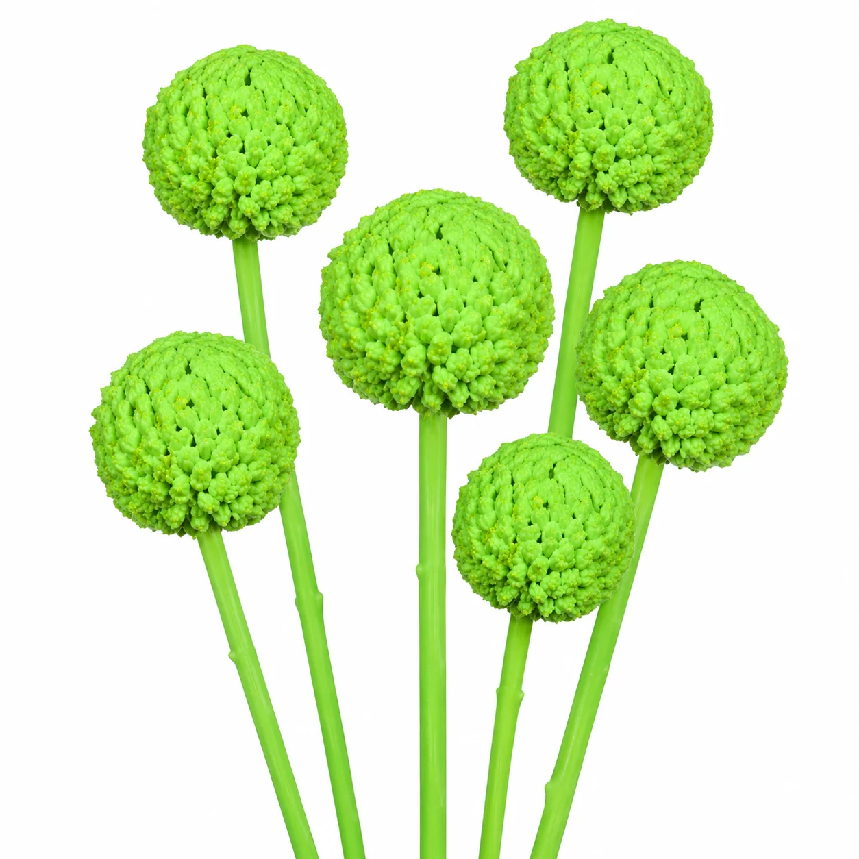 Light green tinted Craspedia for fresh-looking wedding bouquets, garden-style centerpieces and spring event décor