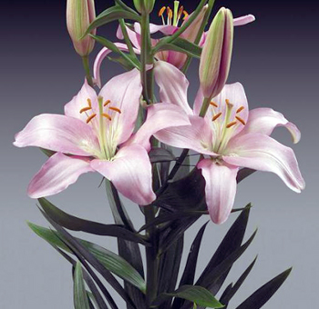 Elegant pink oriental lilies in full bloom with unopened buds on a tall green stem, perfect for weddings and special occasions.