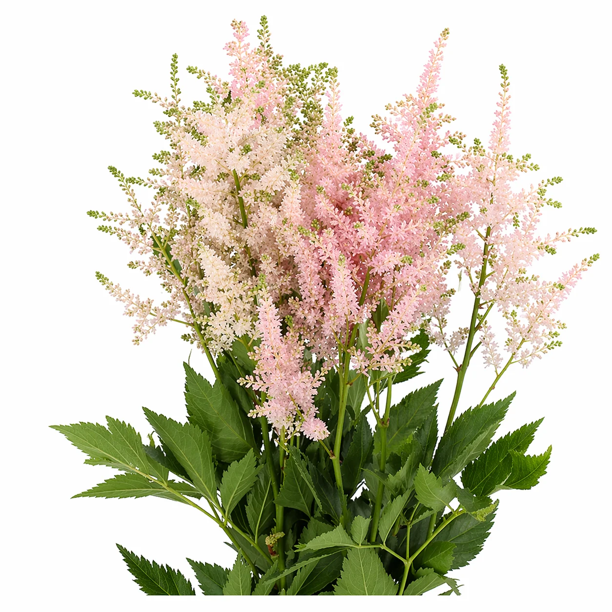 Light pink astilbe blooms with soft airy texture, ideal for May bouquets, romantic events, and seasonal floral designs.