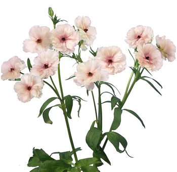 Light pink Ariadne butterfly ranunculus offers delicate charm for weddings, spring events, and garden-style gifts.