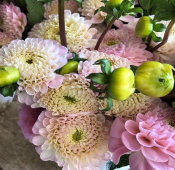 Sweet Love Dahlia