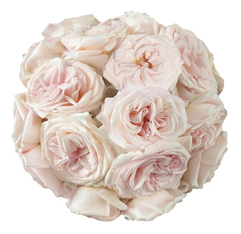 Light Pink Garden Rose