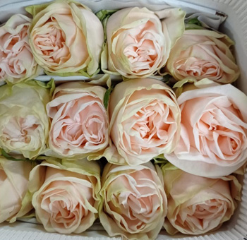 A box of fresh Garden Spirit Light Pink Garden Roses neatly arranged, highlighting their soft pink tones and lush green accents.