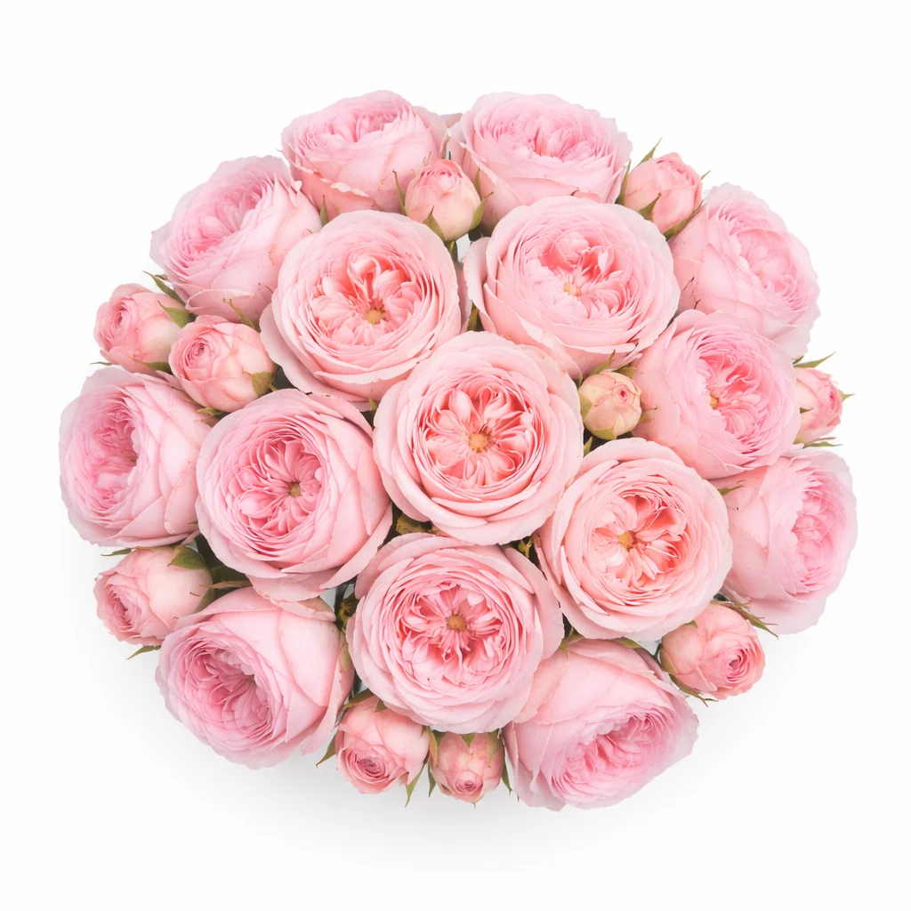 WholeBlossoms light pink garden roses bouquet top view soft blush garden roses for wedding bouquets and floral arrangements.