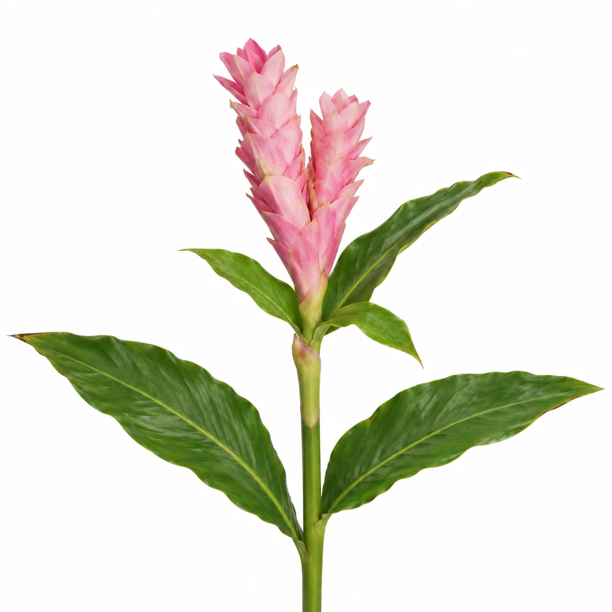 Wholesale light pink ginger flowers for tropical weddings, bouquets, centerpieces and event floral arrangements.