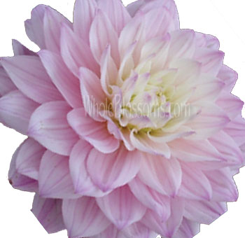 Soft blush pink dahlia with subtle lavender undertones for romantic wedding designs.