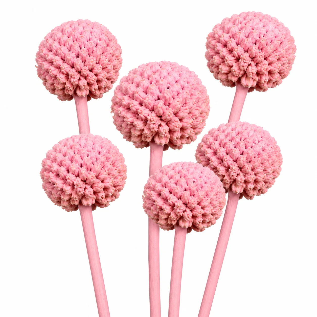 Light pink tinted Craspedia Billy Balls for romantic wedding bouquets, bridal centerpieces and floral décor