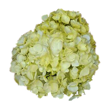 Light Yellow Airbrushed Premium Hydrangea