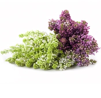 Lilac Assorted Flowers