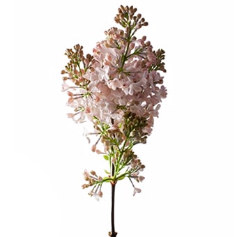 Fresh coral lilac blooms—vibrant, fragrant flowers perfect for weddings, elegant events, and thoughtful floral gifts.
