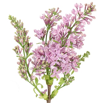 Fresh fragrant lavender lilac blooms—romantic, scented flowers perfect for weddings, spring events, and thoughtful gifts.