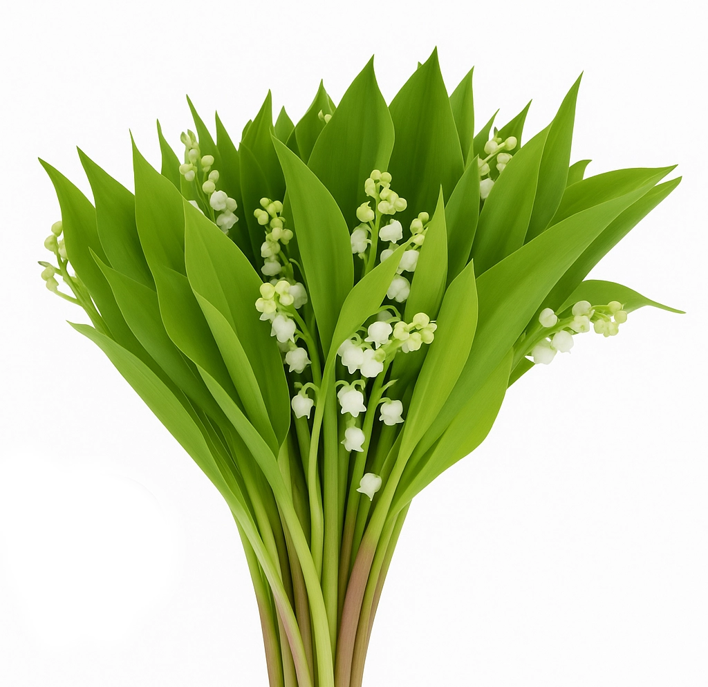 Lily of the Valley with delicate white bell-shaped blooms and lush green foliage, perfect for weddings, bridal bouquets, and elegant floral arrangements.