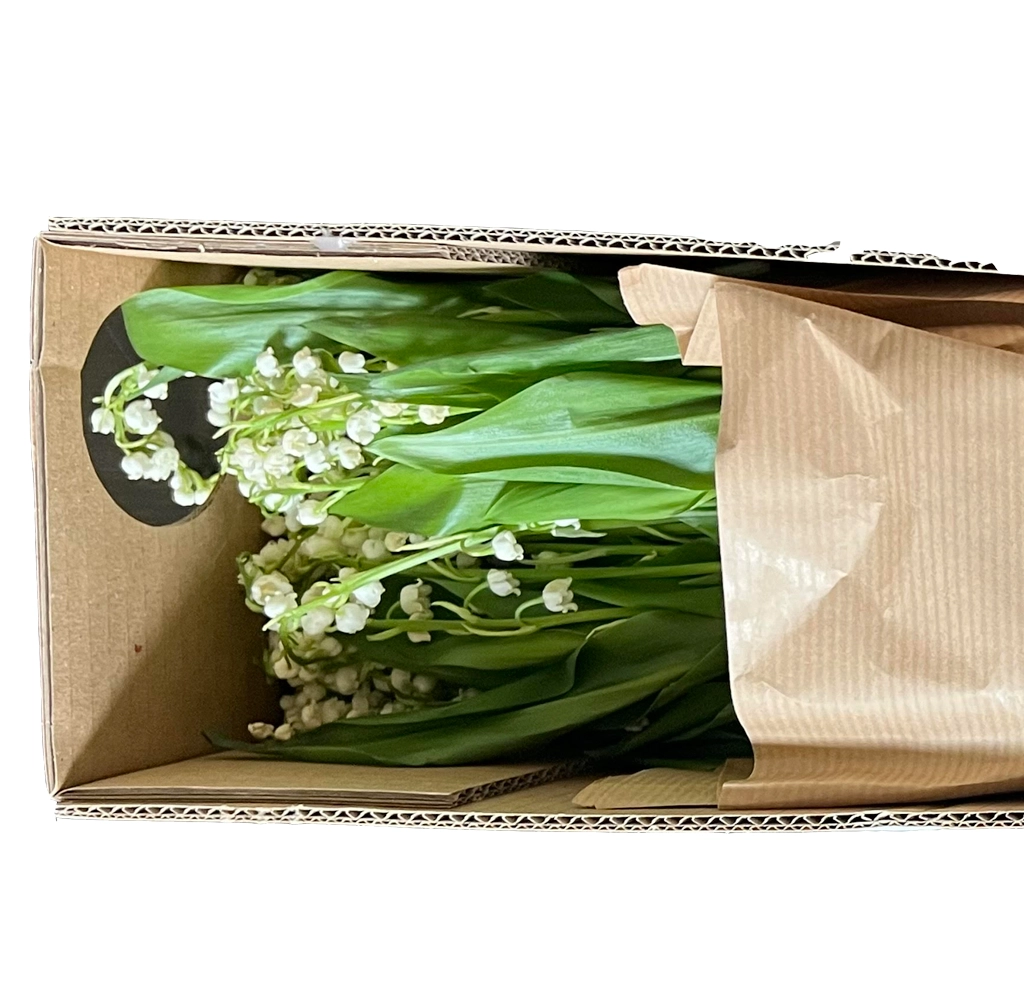 Lily of the valley flower pack shown for bulk delivery—perfect for wedding florists and event planners seeking wholesale elegance and freshness.