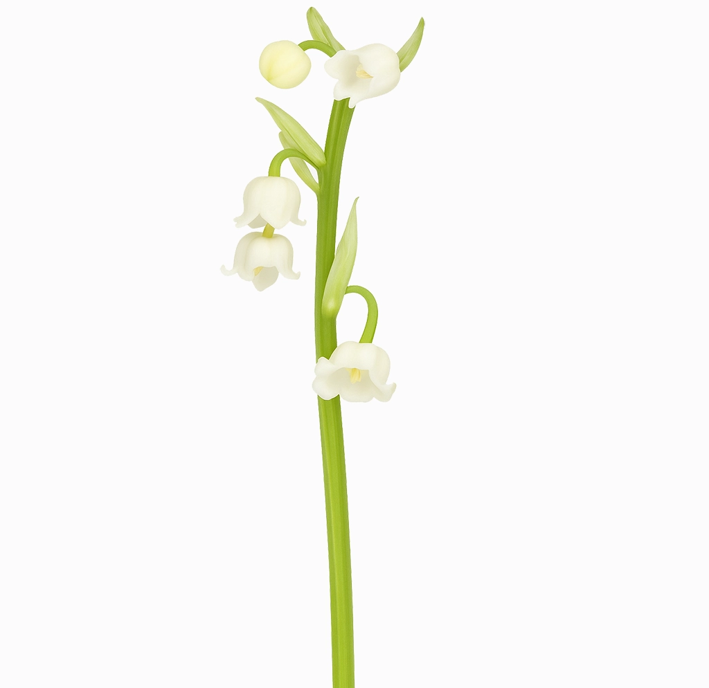 Fresh lily of the valley stems in bulk at wholesale prices—ideal for weddings and floral designers.