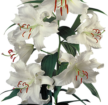 Oriental Lily Casa Blanca