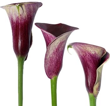 Long Calla Lilies Dark Purple Strauss
