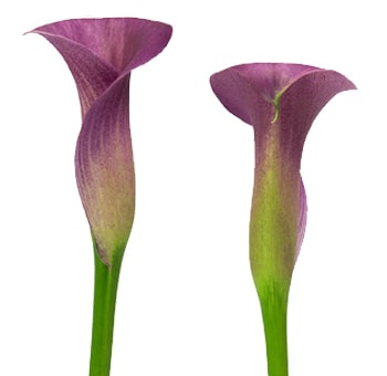 Lavender Long Calla Lilies