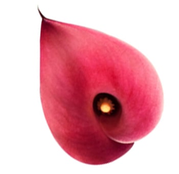 Long Calla Lily Red Flowers