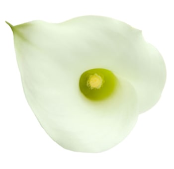 Crystal White Long Stemmed Calla lilies