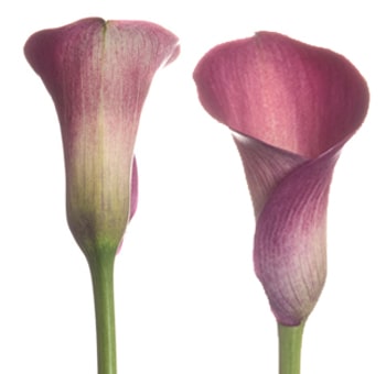 Long Hot Pink Callas