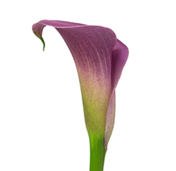 Calla Lily Rubylite Lavender 