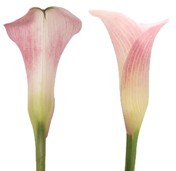 Two elegant pink mini Calla Lilies with soft pink petals and a slight green gradient at the base of their slender stems.