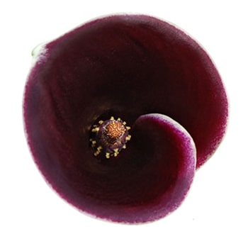 Long Strauss Calla Lilies Dark Purple
