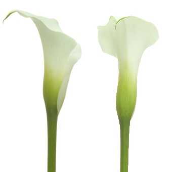 Crystal White Calla White Flower