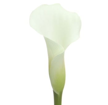 White Crystal White Calla Lilies