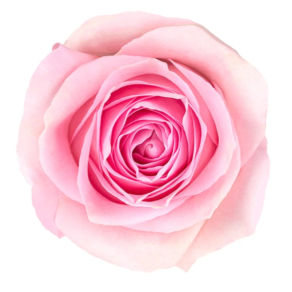 Pink Luciano Biological Roses with soft blush pink petals and cream undertones, ideal for weddings, anniversaries, and elegant floral arrangements.