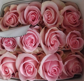 A fresh shipment of Luciano Roses carefully packed in bulk for florists and event designers.