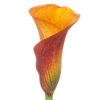 Single mango Calla lily with a deep orange and yellow gradient, elegantly curled into a trumpet shape, used in floral designs.