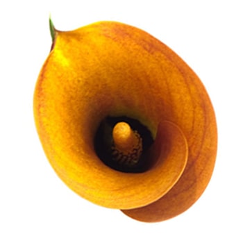 Close-up of a mango-colored Calla lily, showcasing its smooth trumpet shape and vibrant orange-yellow color, often used in event décor.