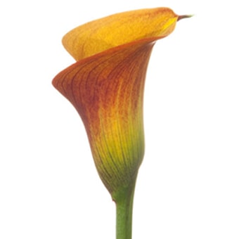 Mango Calla lily side view, highlighting the gradient of yellow to burnt orange hues with a long green stem.