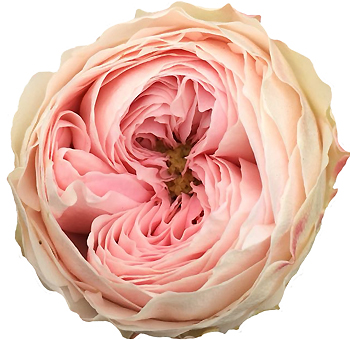 Pimpinela Pink Garden Roses