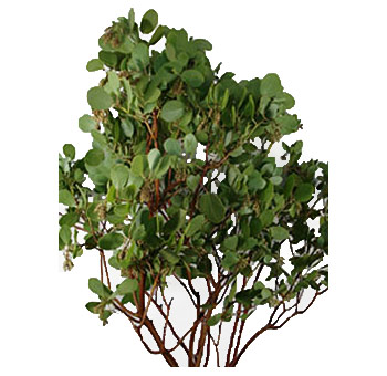 Manzanita Branches Manzanita Branches