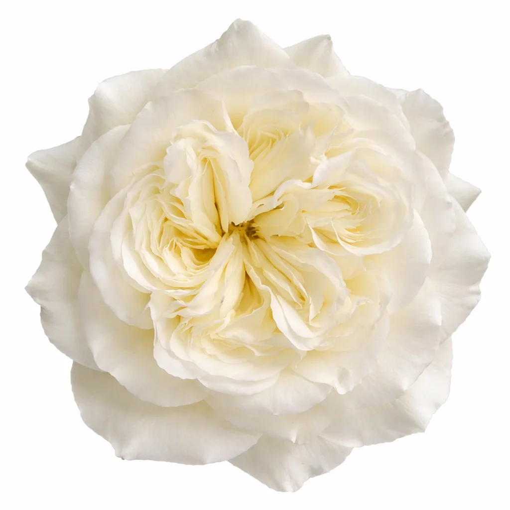 Mayra White Garden Rose