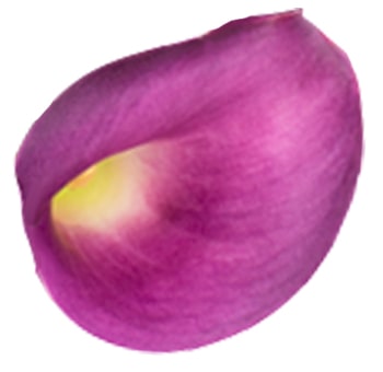 Calla Lily Lavender Wedding  flowers