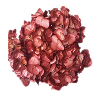 Metallic Burgundy Airbrushed Hydrangea