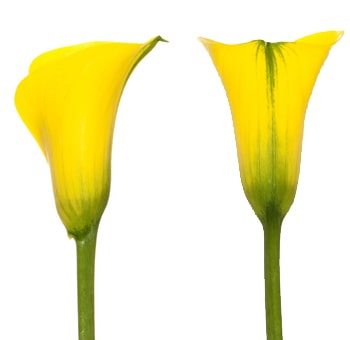 Elegant yellow Calla lily long stem with vibrant bloom, perfect for bright floral arrangements and event décor.