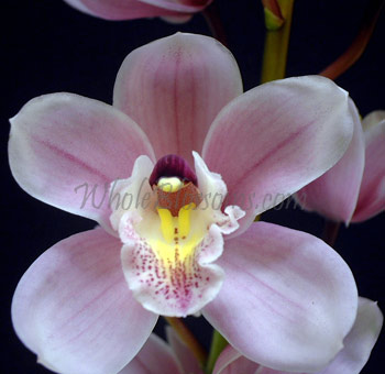 Mini Cymbidium Orchid