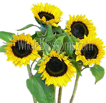 Charming bulk mini sunflowers bring cheer and vibrancy to events, perfect for lively bouquets and energetic centerpieces, adding a touch of sunshine.