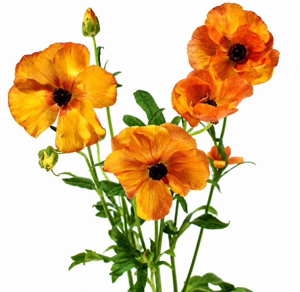 Wholesale Orange Butterfly Ranunculus Minoan featuring bright orange blooms for weddings, centerpieces, and event flowers.