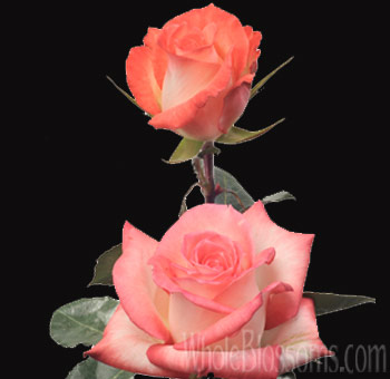 Mirage Creamy Pink Roses Mirage Creamy Pink Roses