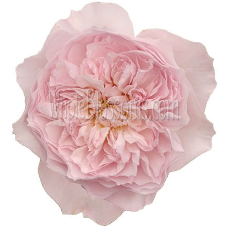 David Austin Miranda Pink Garden Rose with soft pink petals and lush rosette bloom, ideal for weddings, romantic bouquets, and elegant floral arrangements.