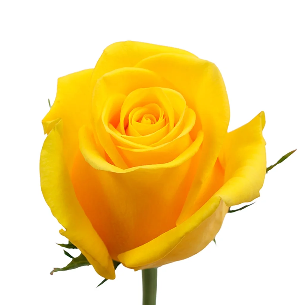 Wholesale Momentum Yellow Rose for elegant wedding flowers, event centerpieces, premium gifts, and bulk floral arrangements at Whole Blossoms.