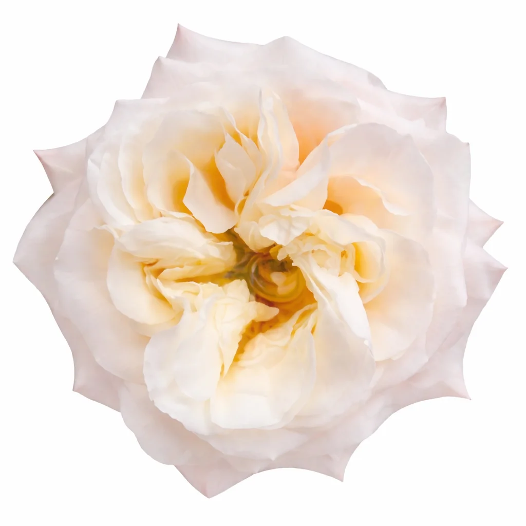 Monet Cream Garden Rose Monet Cream Garden Rose