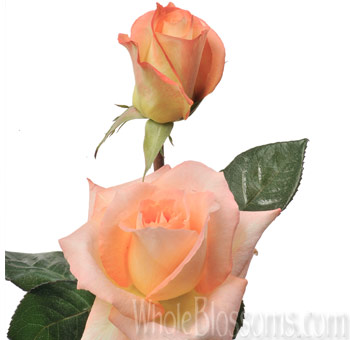 A bouquet of Monina del Bard Roses arranged with ivory hydrangeas and blush peonies.