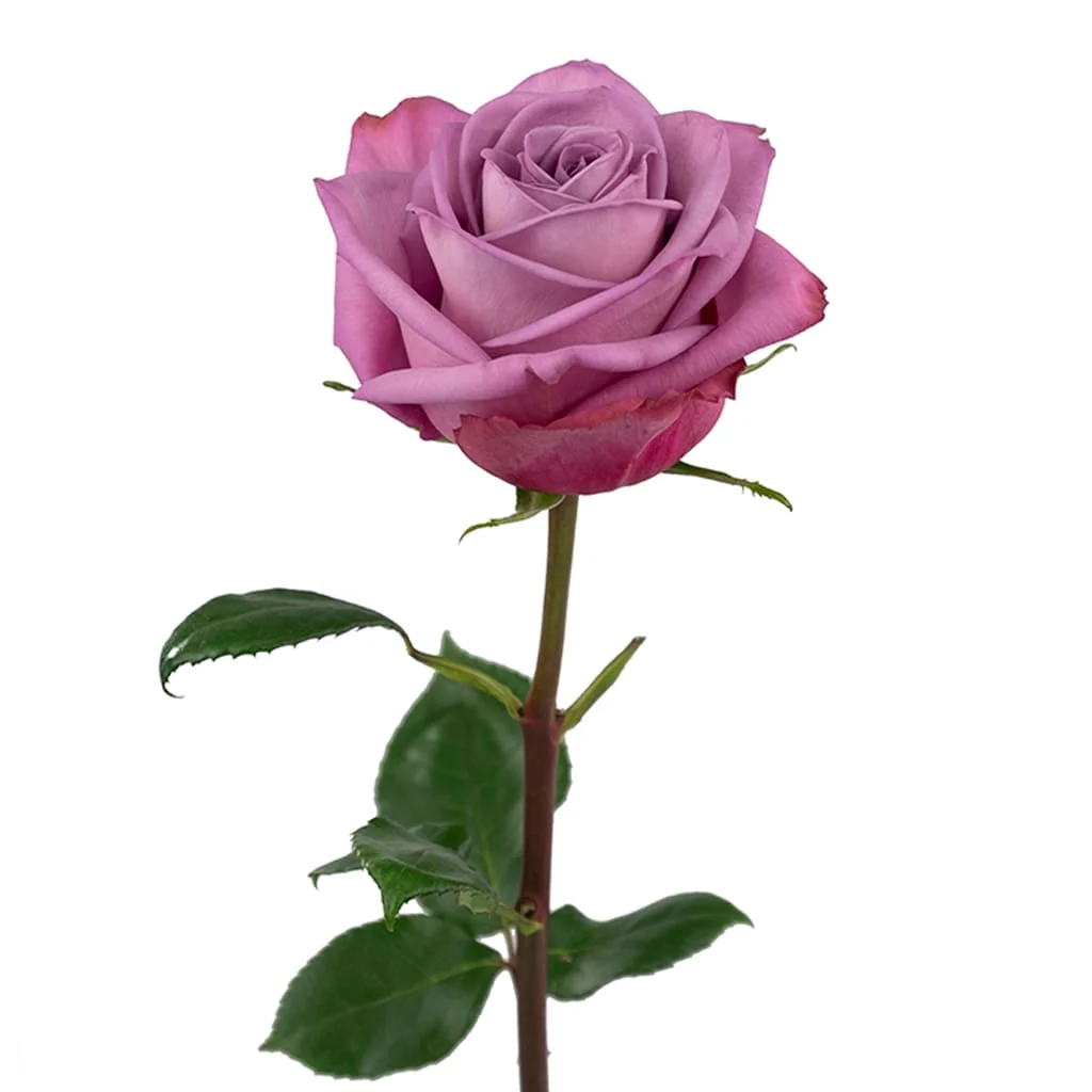 Moody Blues Lavender Roses available in bulk for luxurious wedding flowers, featuring long-lasting blooms and beautiful lavender shades.