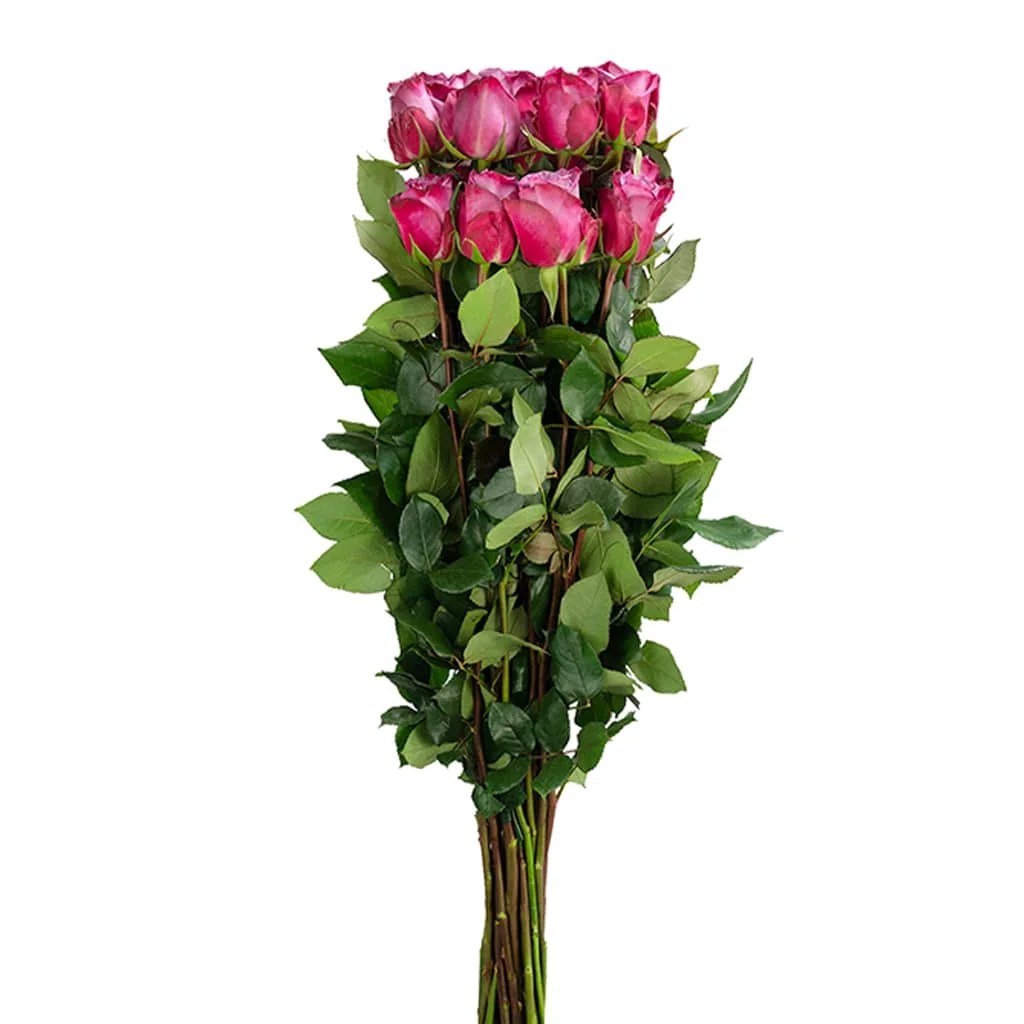 Premium Moody Blues Lavender Roses for affordable bulk floral orders, adding romance and charm to weddings, events, and celebration bouquets.
